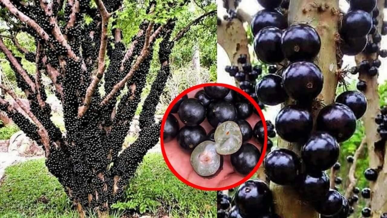 자보티카바퓨레 효능 부작용 먹는법