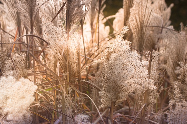 갈대와 억새의 차이점부터 갈대뿌리(노근)효능, 명소 추천