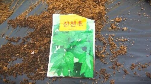 신선초-씨앗-파종시기-심는시기-수확시기