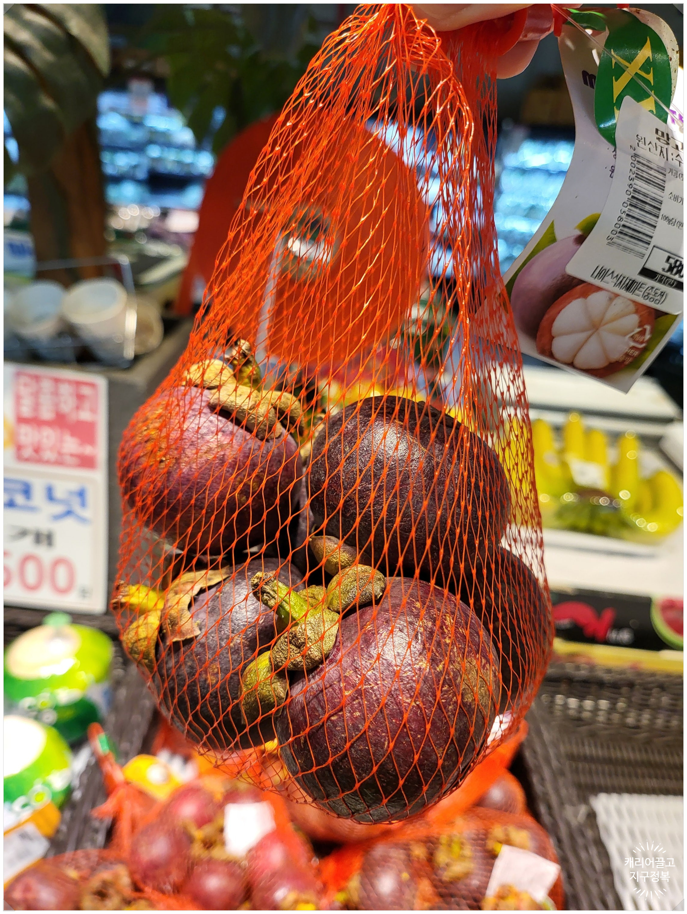 한국의 망고스틴