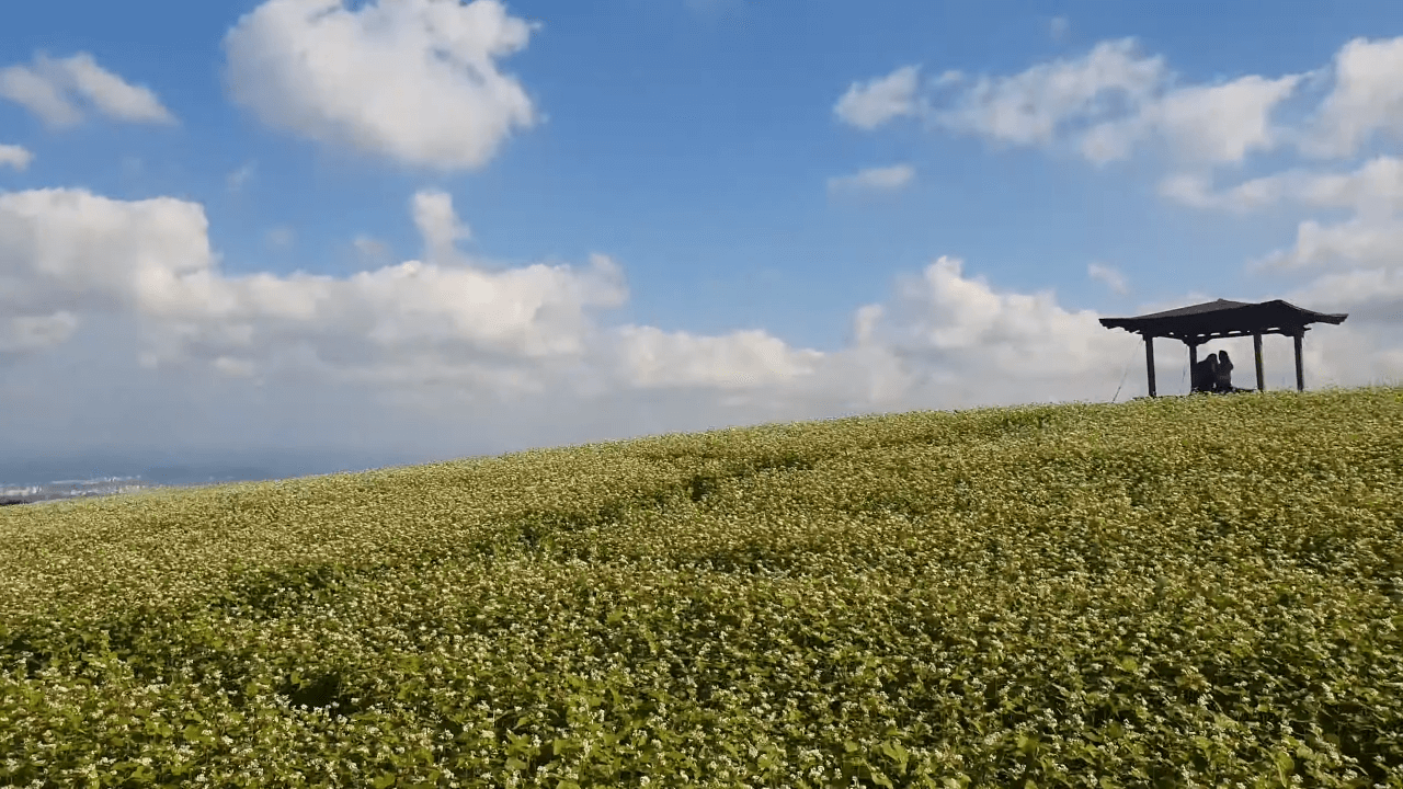 오라동 메밀꽃밭의 풍경 이미지