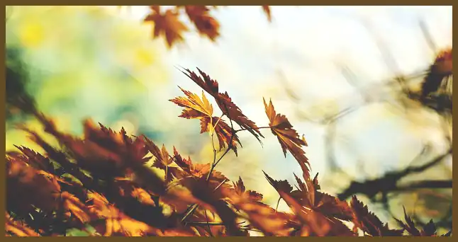 서울 근교 단풍 명소 (지금이 단풍 절정시기)