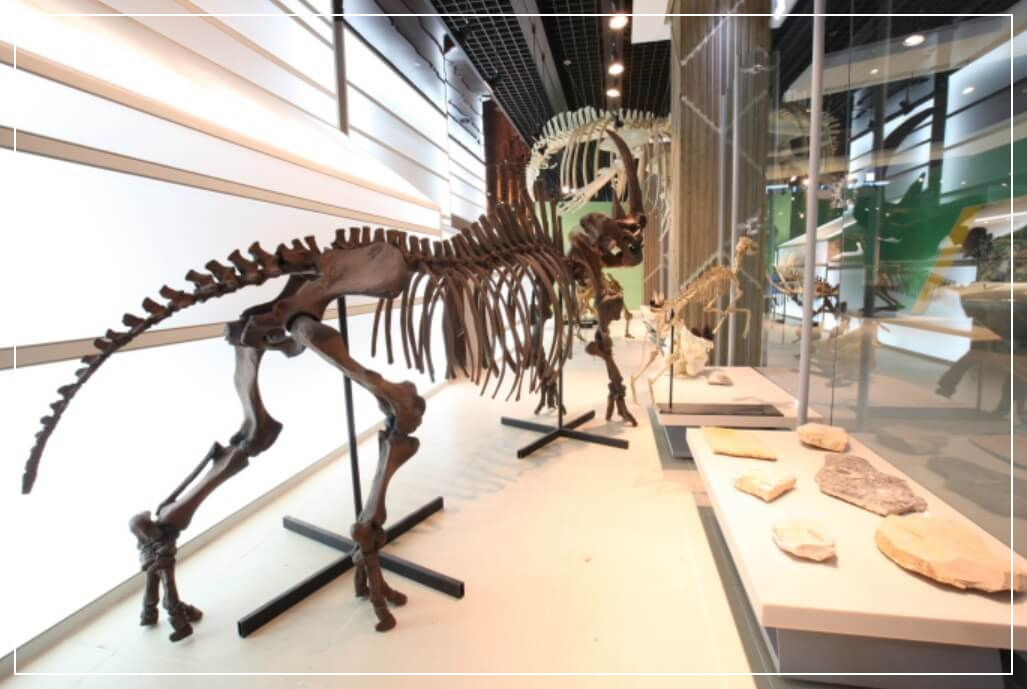 태백 가볼만한곳 베스트10 고생대자연사박물관