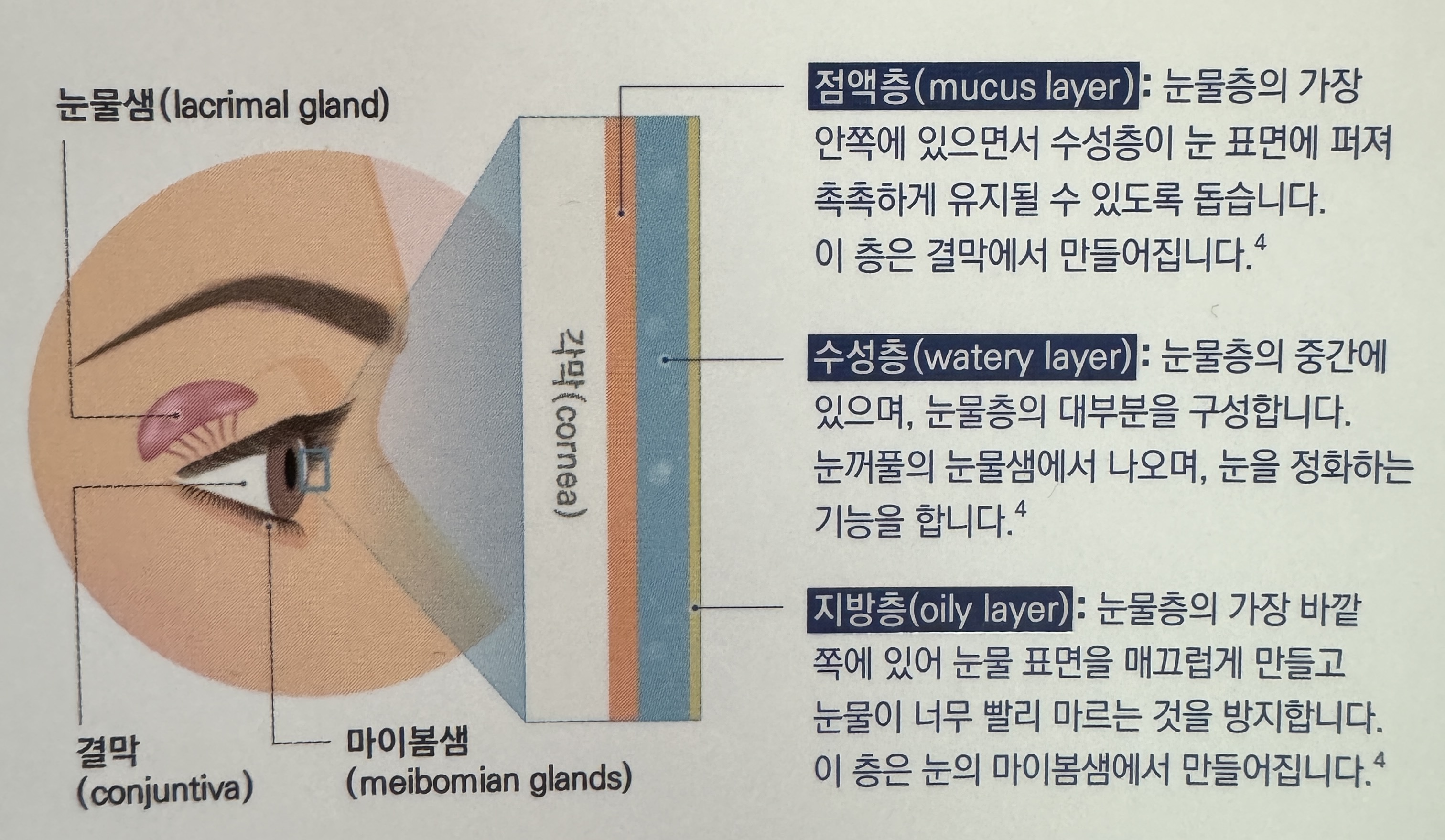눈물샘
