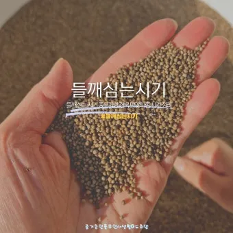 중부지방 들깨 파종시기 및 재배법 농사 팁 정리_7