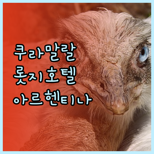 아르헨티나 쿠라말랄 샬레 호텔 Lot