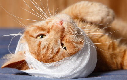 붕대를 감은 고양이.