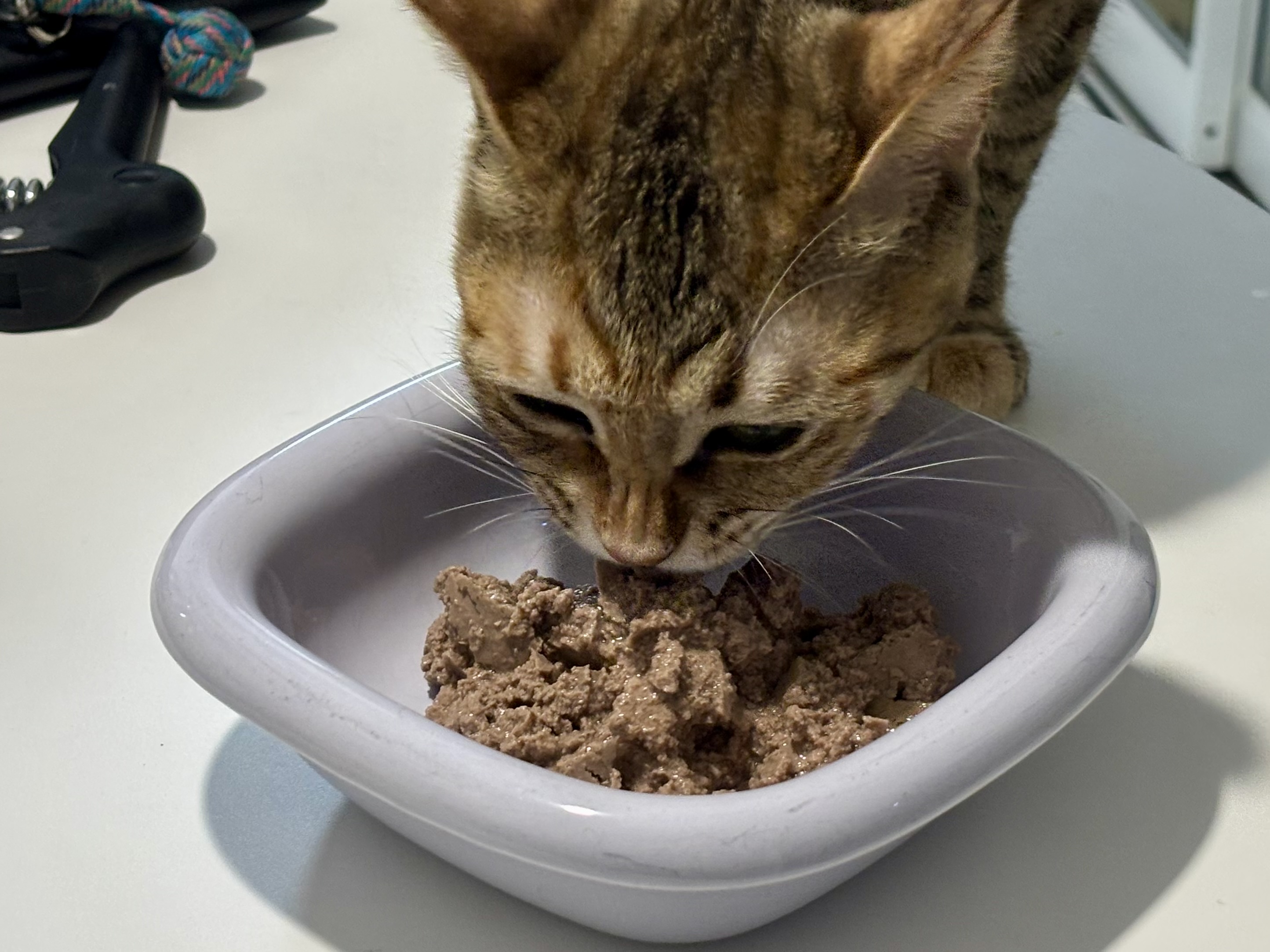 Feline Natural 치킨 &amp; 램 습식 파우치