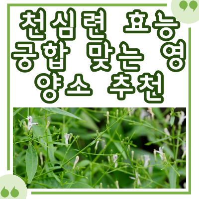 천심련 효능과 부작용, 함께 섭취하면 좋은 음식 추천