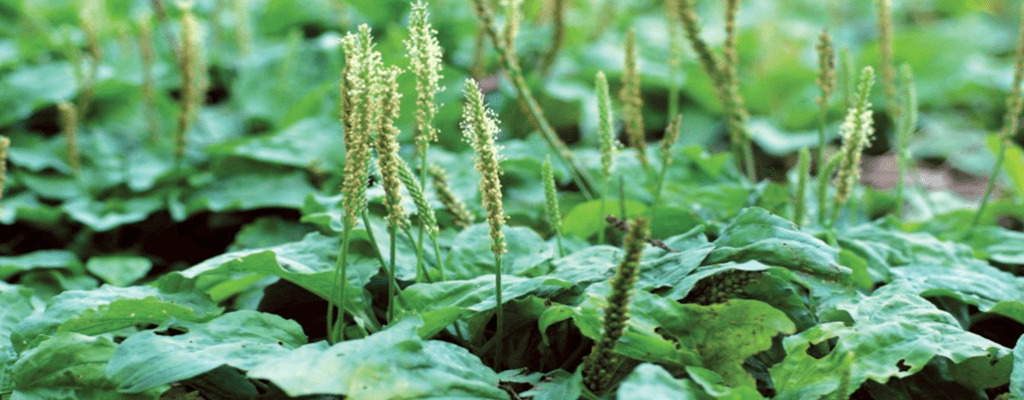 차전자피 효능·먹는법·부작용 총정리