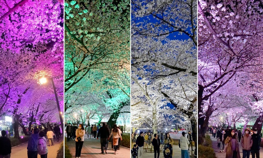 작천정 벚꽃길