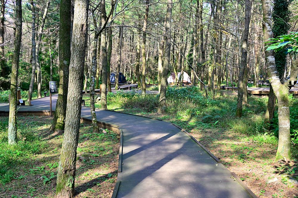 제주 붉은오름 자연휴양림 숲속야영장