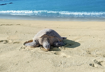 거북이 나오는 꿈 의미 및 상황별 해몽(길몽,태몽)