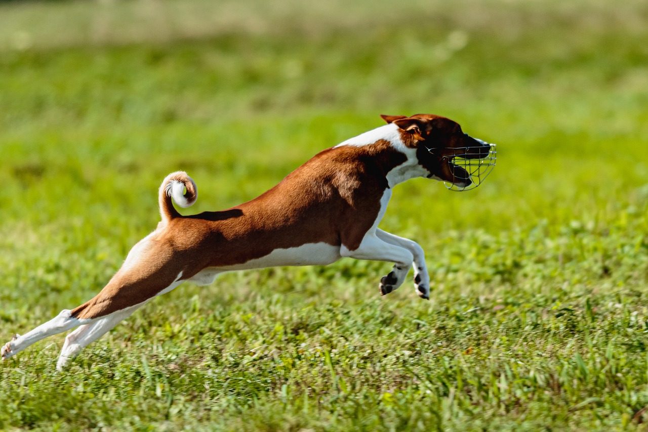 바센지(Basenji)5