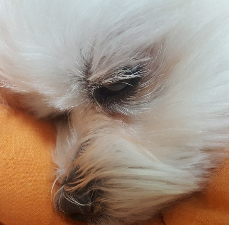 강아지 눈 다래끼 그냥 두면 안되는 이유. 증상&amp;#44; 원인&amp;#44; 치료 총정리