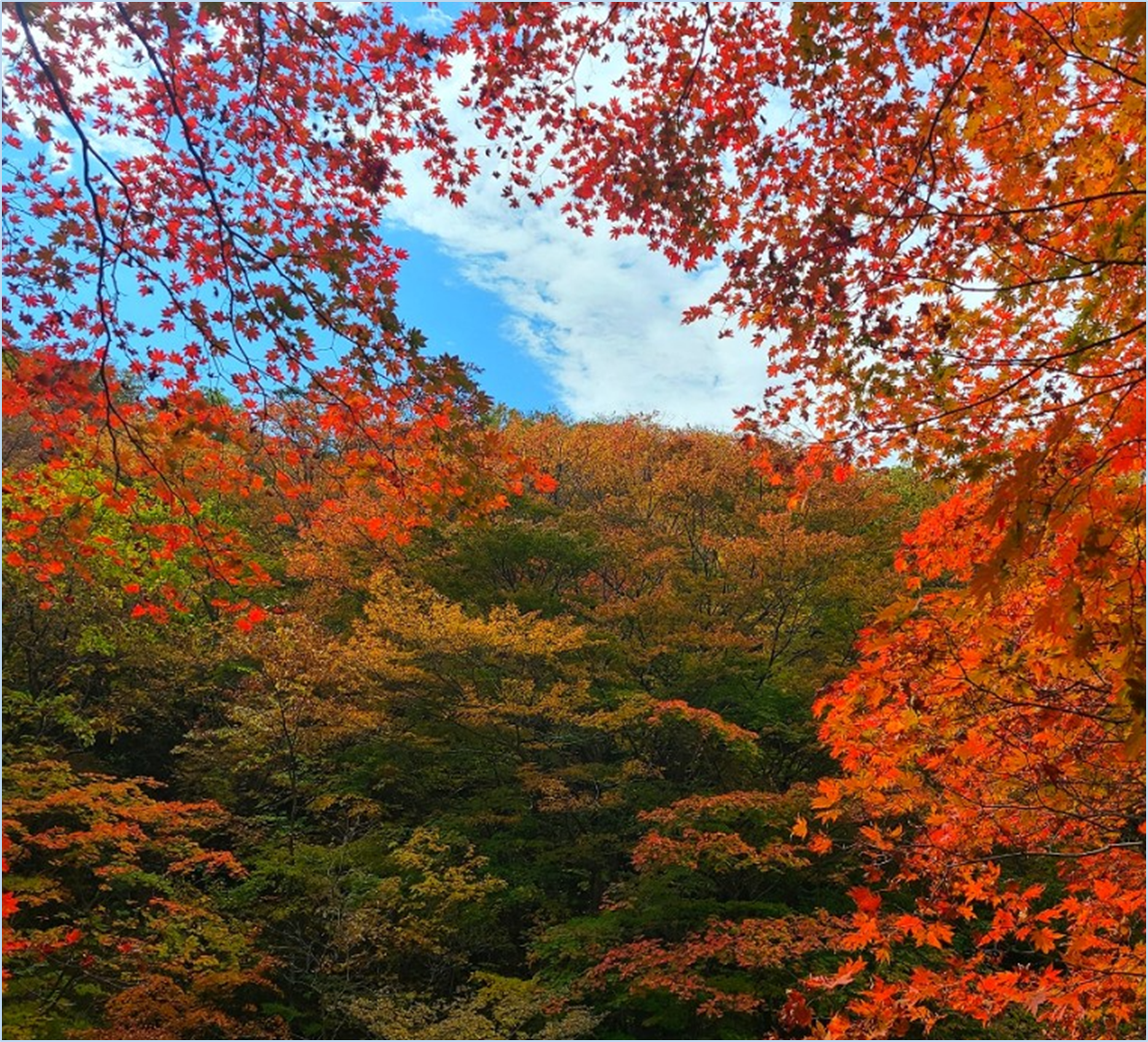 2023-가을-단풍축제-절정시기