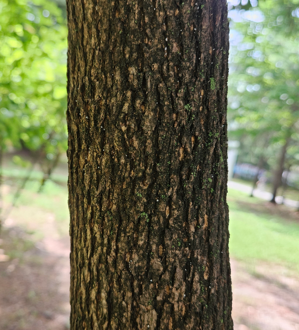 노린재나무 수피