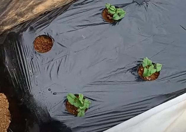 강낭콩 파종시기와 거름 주는 방법 정리 1