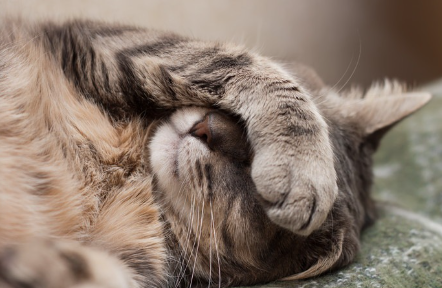 눈을 누르는 고양이.