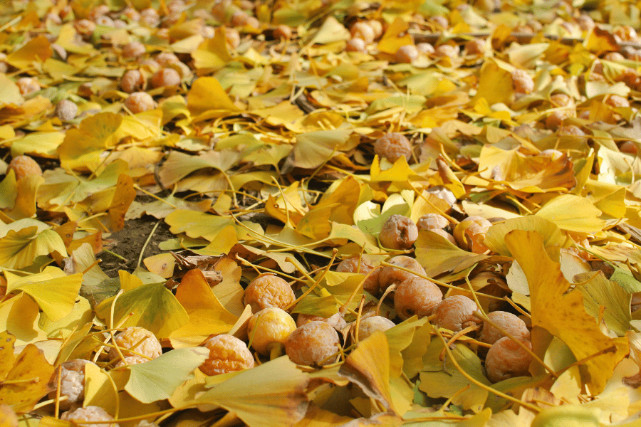 지금 꼭 가봐야 할 은행나무 명소