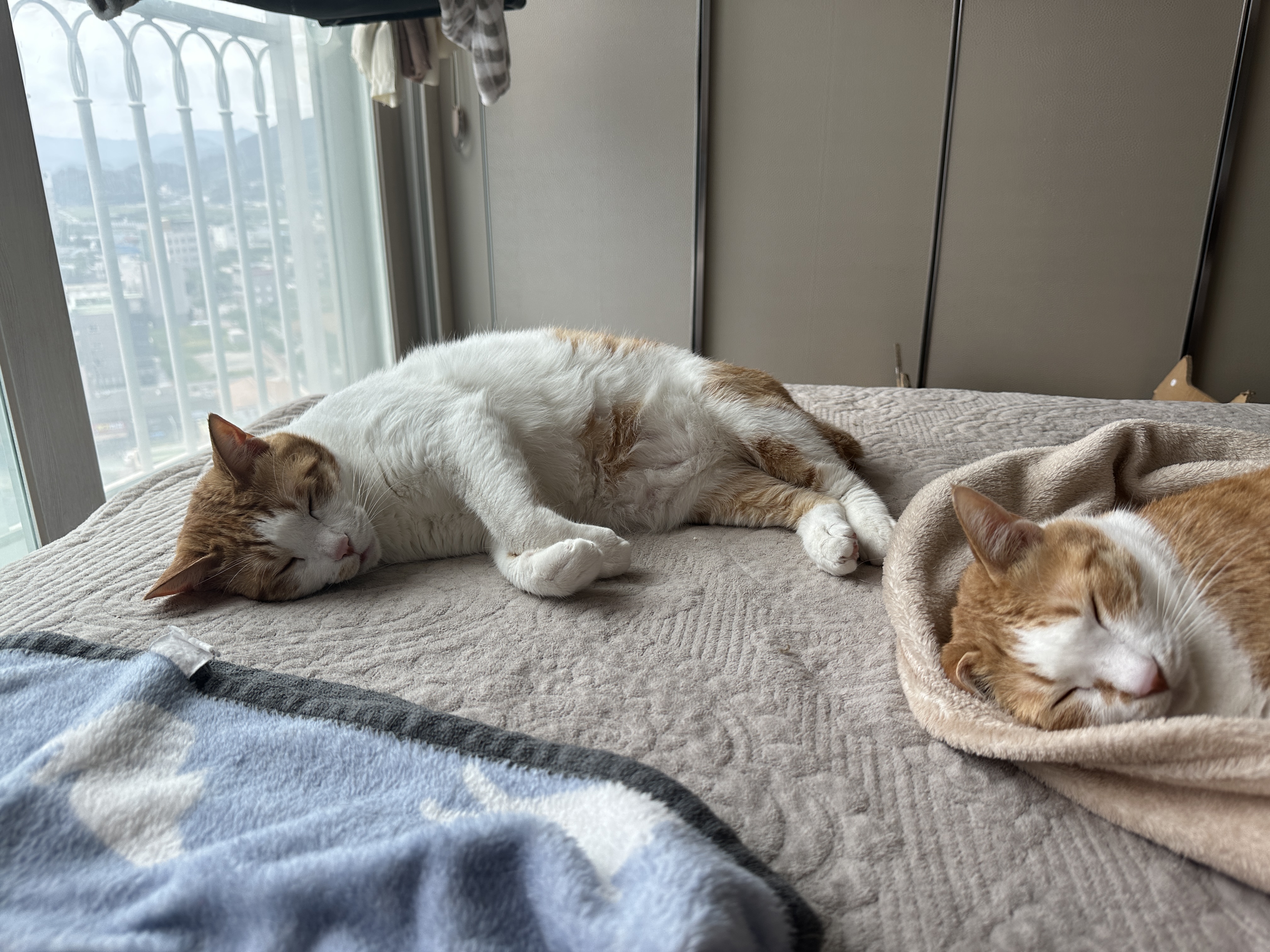 곤히_자고_있는_치즈냥이_막둥이