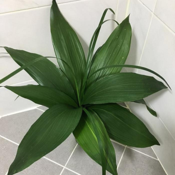 욕실인테리어 공기정화식물 엽란