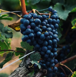 포도 효능 부작용