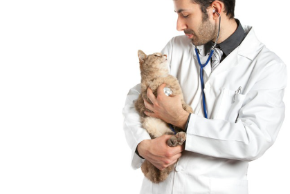 남자 수의사와 고양이.