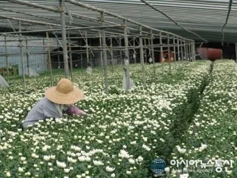 국화 재배 절화용 키우기 생장 조절 개화 유도_29