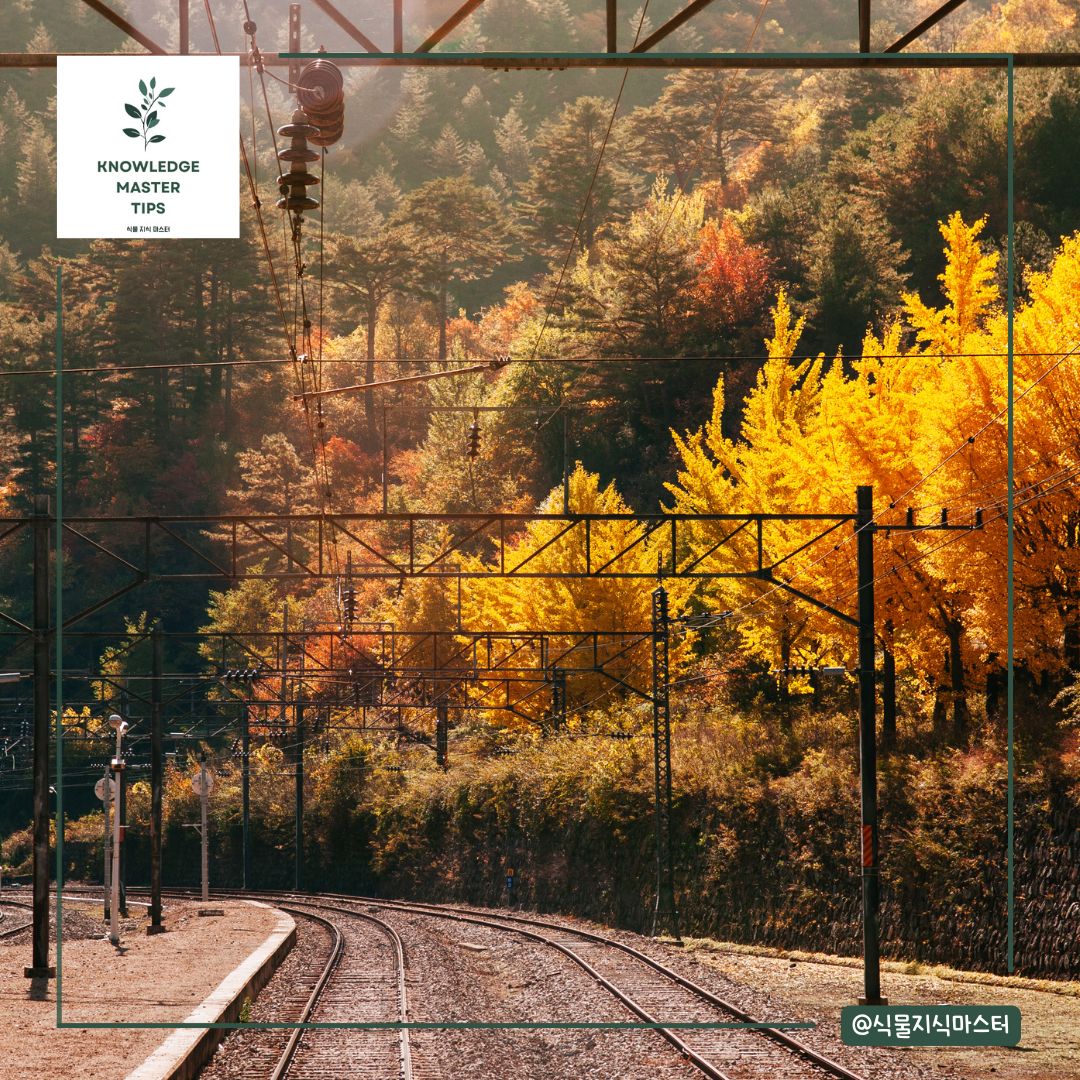 강원도 단풍 명소 - 백두대간 분천 협곡열차