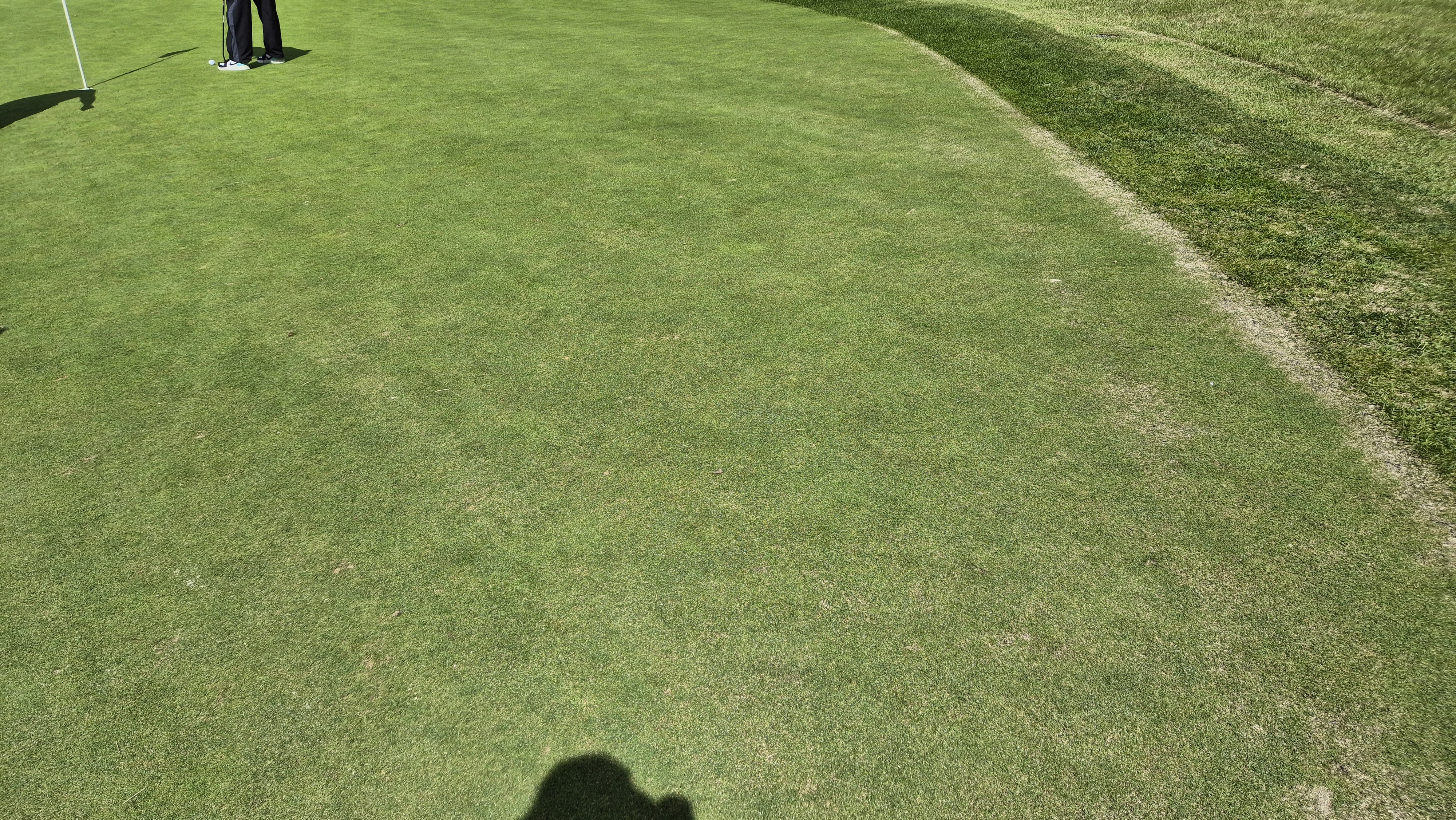 오크힐스cc 그린 관리 상태