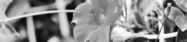 만데빌라 키우기: 온도