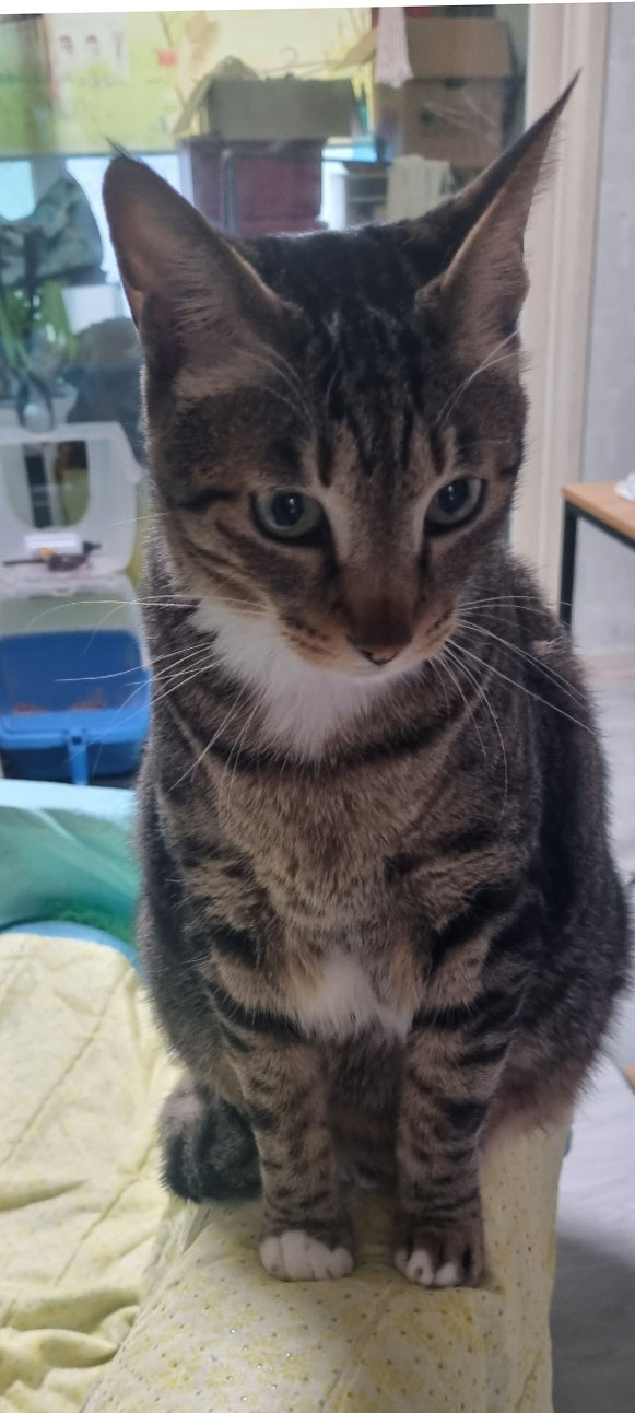 고양이 순아리