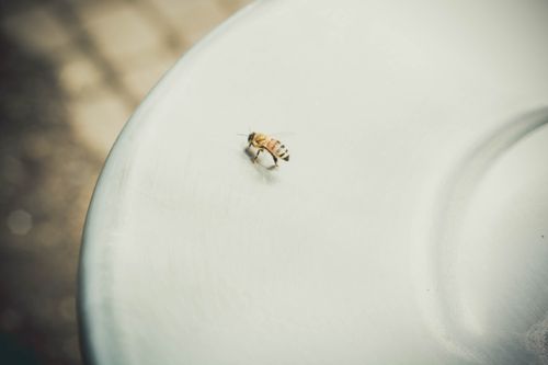 추석 성묘 벌 쏘였을 때 응급처치&amp;#44; 이 증상 보이면 바로 119 부르세요