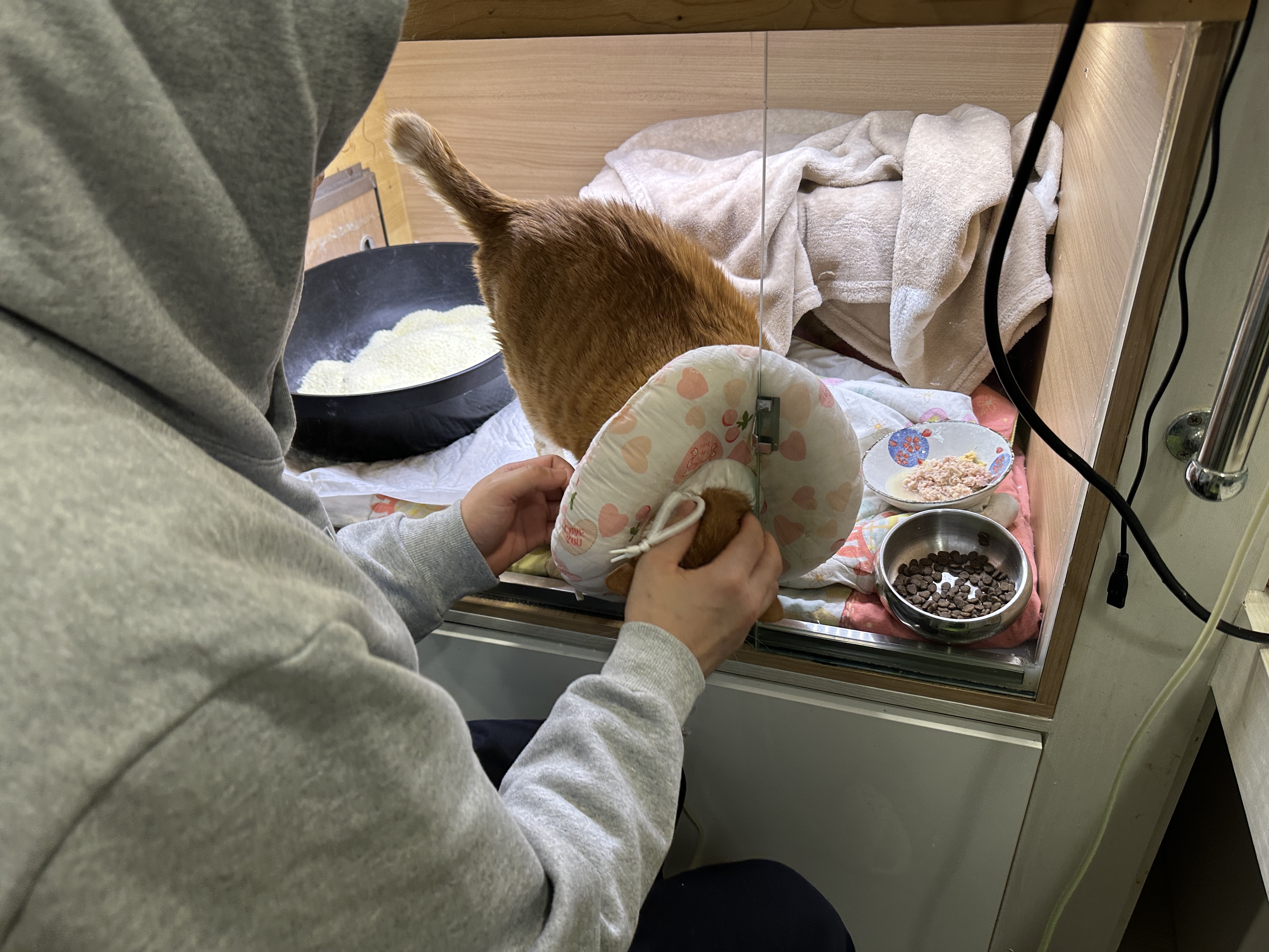 황달로_병원에_입원한_치즈냥이_호야_9