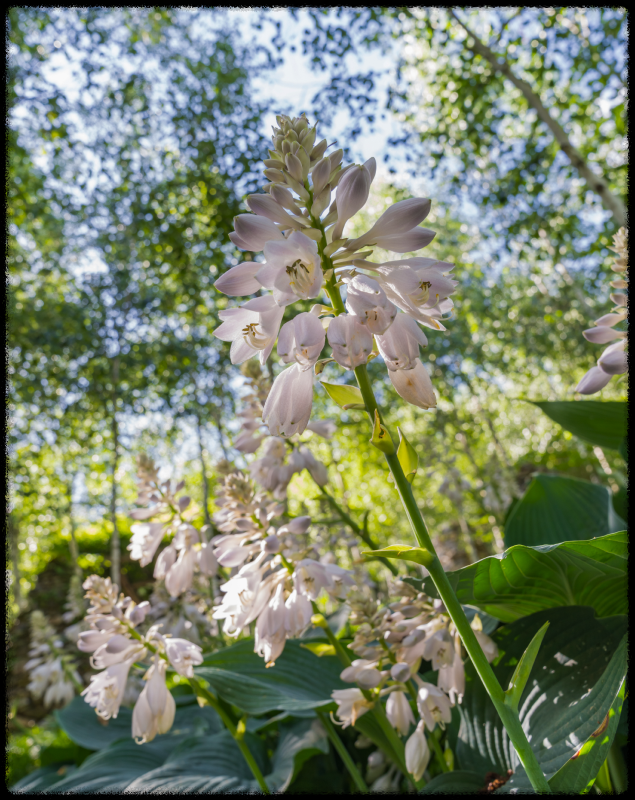화담숲 예약방법 입장요금 할인정보 모노레일 예매방법 이용요금