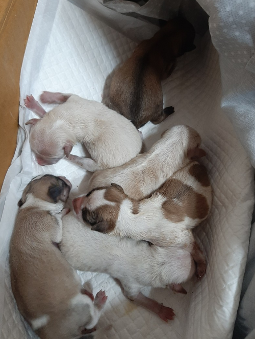 태안해수욕장에 버려진 &amp;#39;탯줄 달린 강아지 6마리&amp;#39;