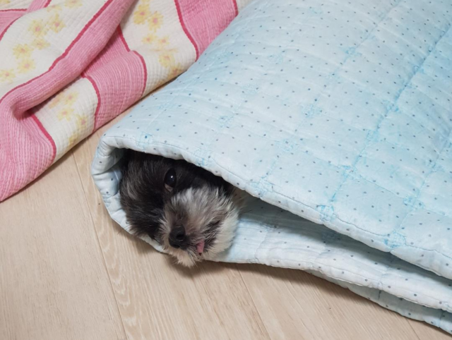 집안 강아지 냄새 제거