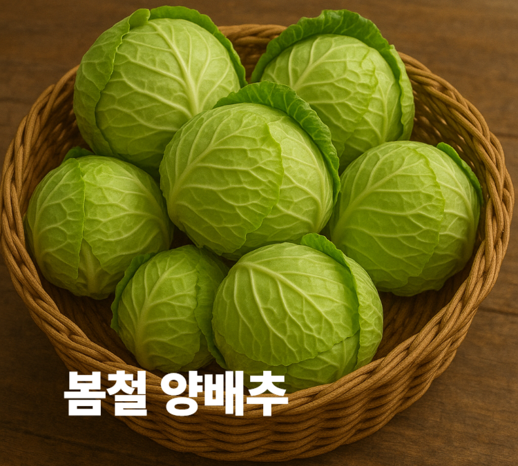 당조절 식단 간기능보호 아삭하고 은은한 단맛 봄철 양배추 효능