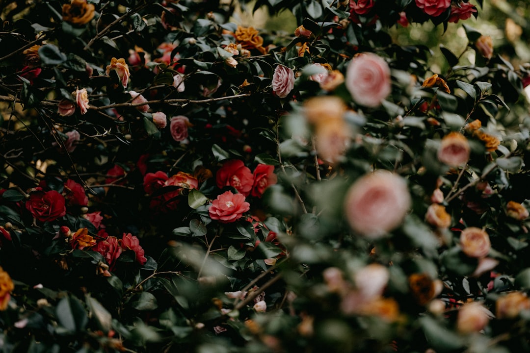 Camellia