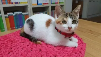 장마기간 고양이 사료 관리, 스트레스 관리법_30