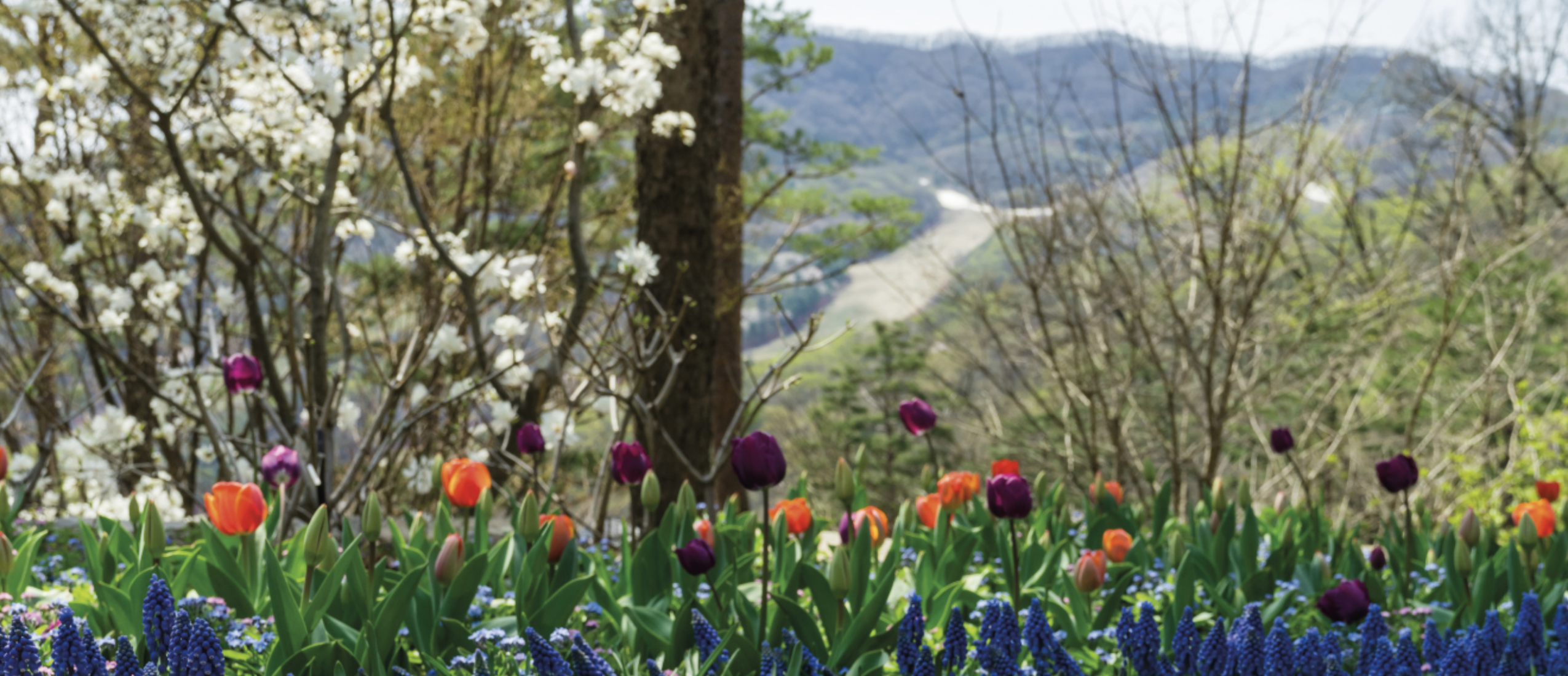 화담숲 봄 수선화 축제