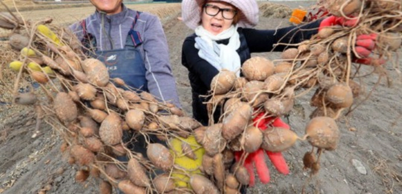 아피오스 효능 재배법 파종시기 및 아피오스 먹는법 요리법 정리 