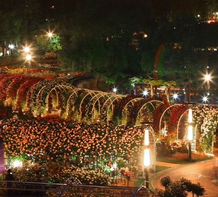 곡성 기차마을 장미축제