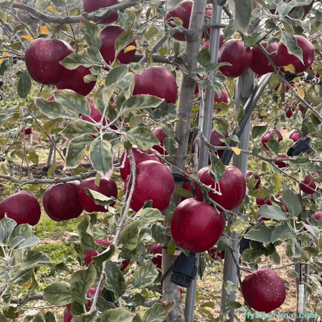 은은한 복숭아 향이 나는 엔부사과