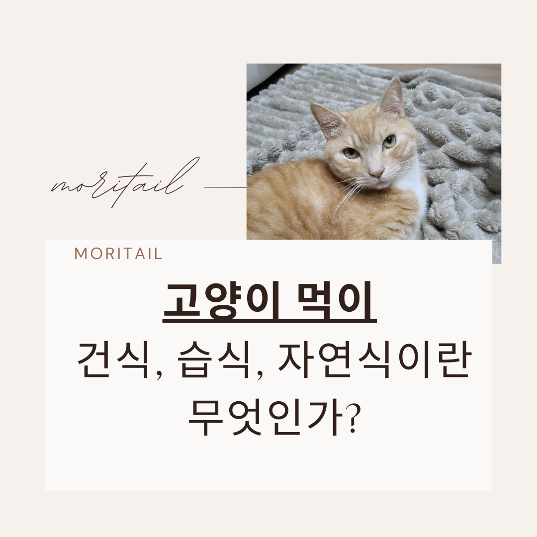 고양이 먹이 건식, 습식, 자연식이란 무엇인가