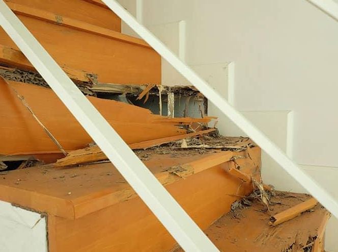 아산 흰개미 피해