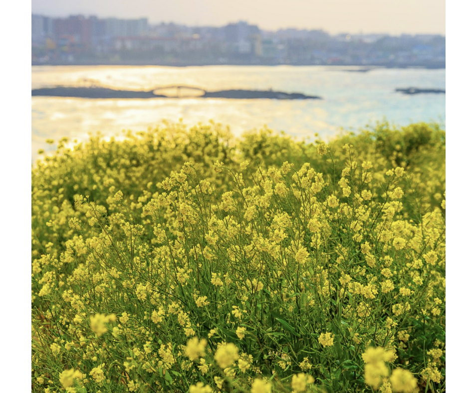 함덕 서우봉 해변