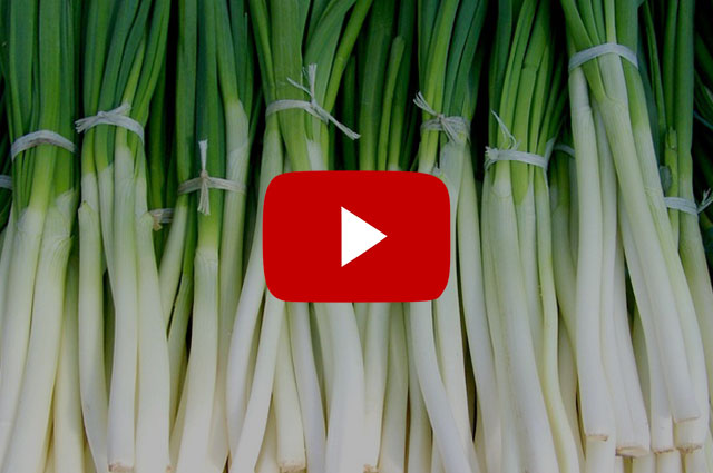 파김치 맛있게 담는 법