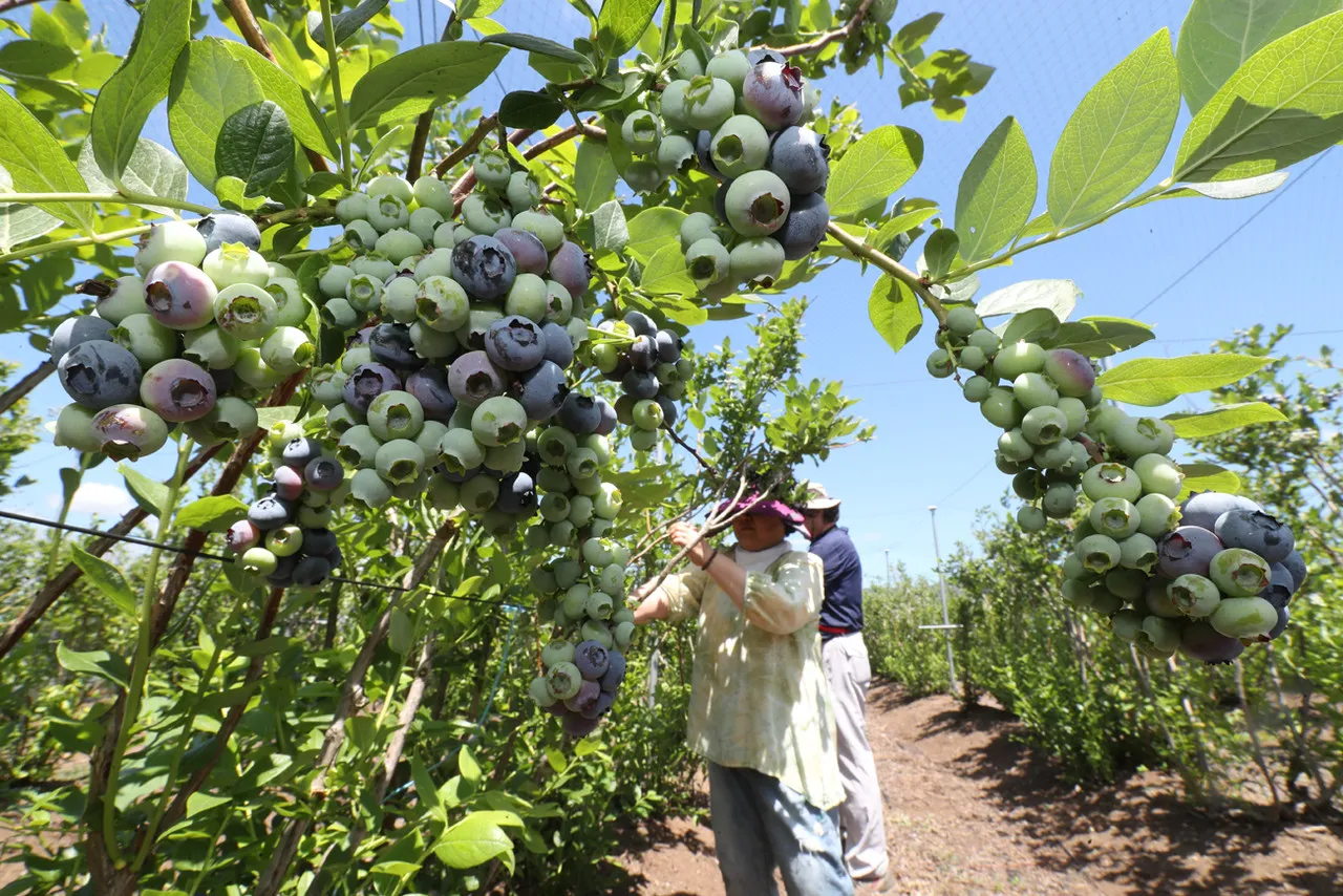 블루베리 재배 산도 조절 피트모스 혼합 여름 관수_4